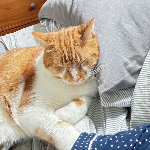 Clementine