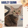 Harley Quinn- an outgoing affectionate girl!