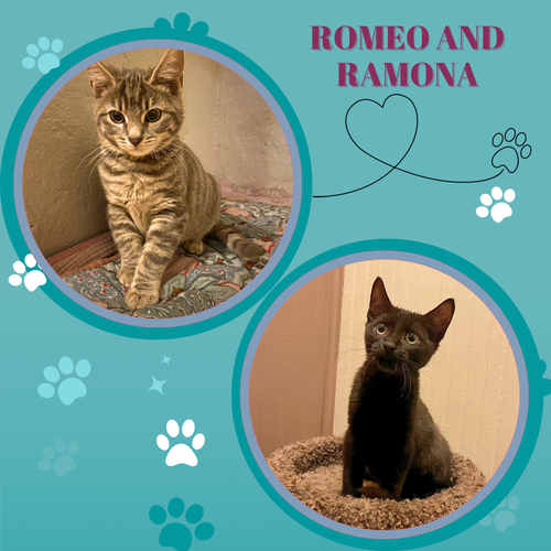 Romeo and Ramona - adorable kitten siblings