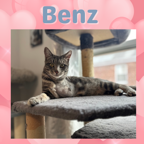 Benz - a tripod kitten and ultimate sweetheart