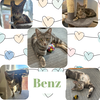 Benz - a tripod kitten and ultimate sweetheart