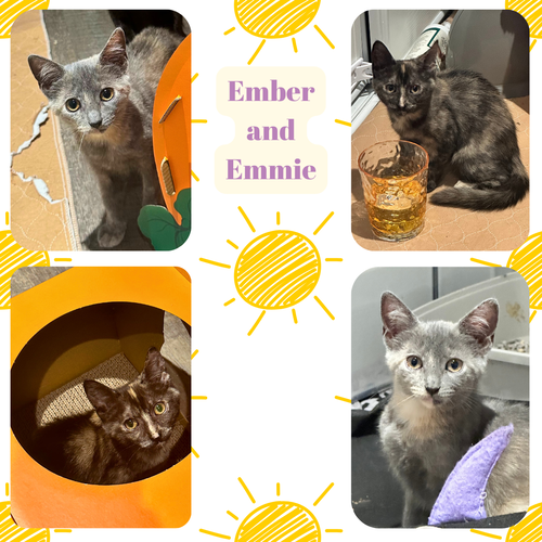 Emmie and Ember - adorable sisters