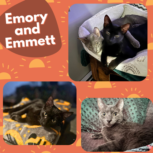 Emory and Emmett- cuddly kittens