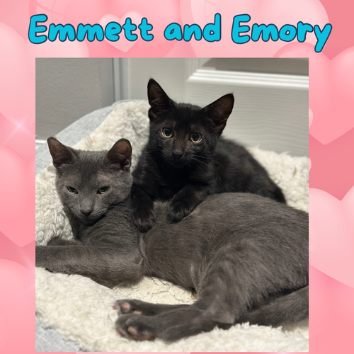 Emory and Emmett- cuddly kittens