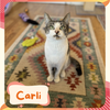 Carlie - a sweet playful kitten