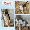 Carlie - a sweet playful kitten