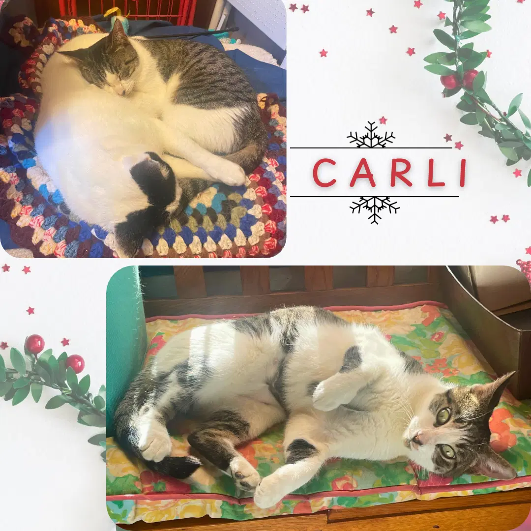 Carlie image 4