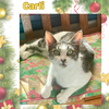 Carlie - a sweet playful kitten