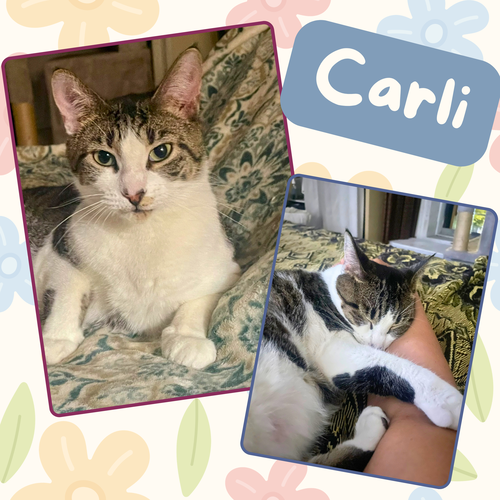 CARLIE - Domestic Short Hair available for adoption