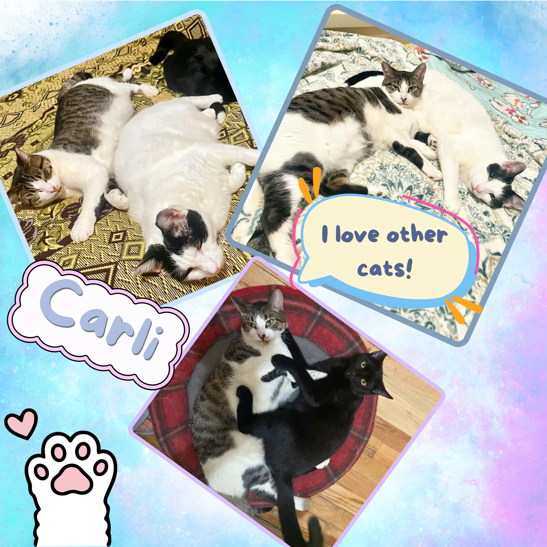 Carlie image 2