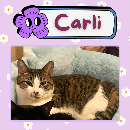 Photo 3 of Carlie