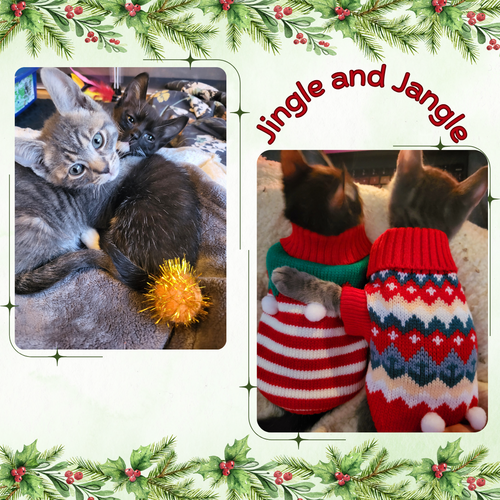 Jingle and Jangle : Merry and bright CH kittens