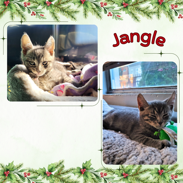 Jingle and Jangle : affectionate CH cats