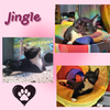 Jingle and Jangle : Merry and bright CH kittens