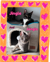 Jingle and Jangle : Merry and bright CH kittens