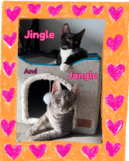 Jingle and Jangle : Merry and bright CH kittens