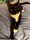 Jingle and Jangle : affectionate CH kittens