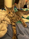 Jingle and Jangle : affectionate CH kittens