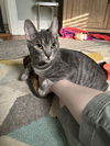 Jingle and Jangle : affectionate CH kittens