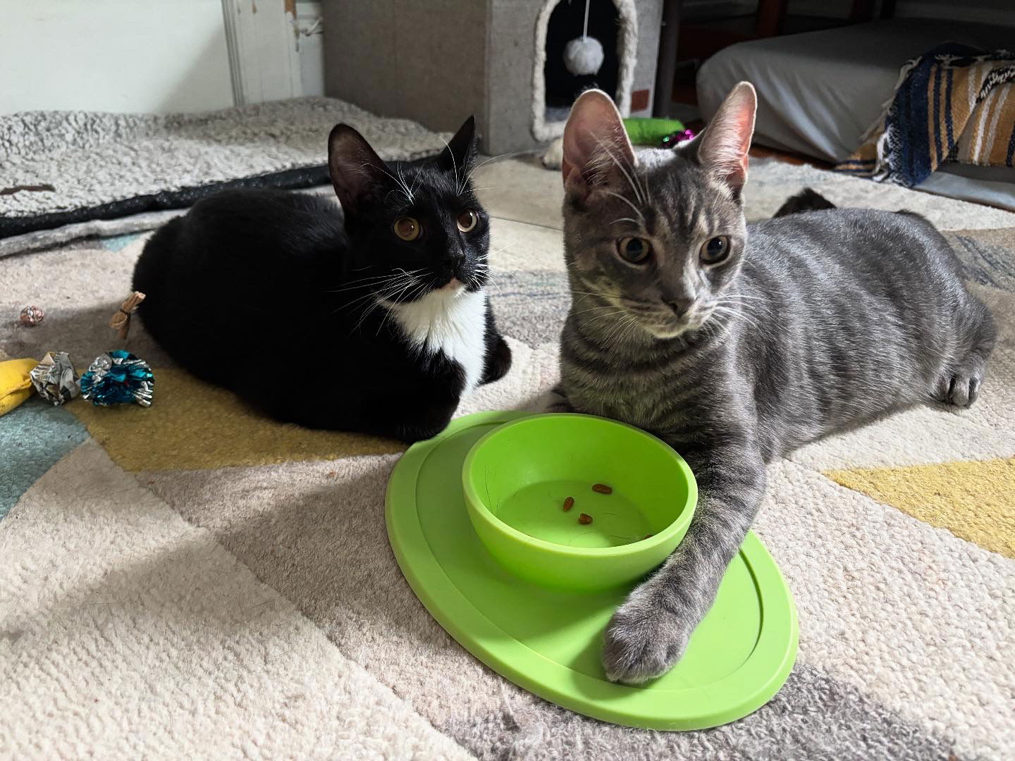 adoptable Cat in Bronx, NY named Jingle and Jangle : affectionate CH kittens