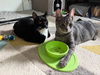 Jingle and Jangle : affectionate CH kittens