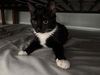 Jingle and Jangle : affectionate CH kittens