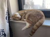 Simba- a cuddly outgoing boy