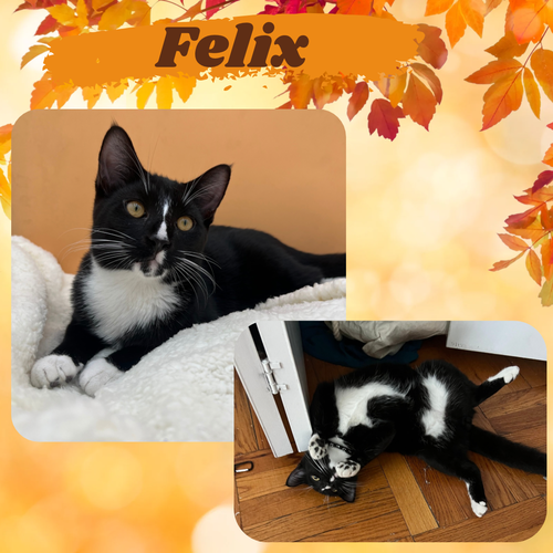 Felix- cuddly , dog, and cat friendly !