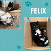 Felix- cuddly , dog, and cat friendly !