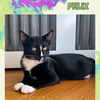 Felix- cuddly , dog, and cat friendly !