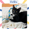 Felix- cuddly , dog, and cat friendly !