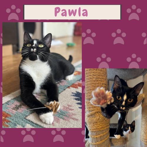 Pawla the Polydactyl