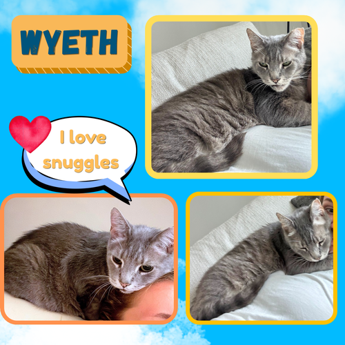 Wyeth - a remarkable survival story