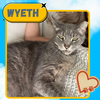 Wyeth - a remarkable survival story - Photo 5