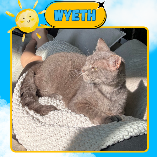 WYETH - A REMARKABLE SURVIVAL STORY - Domestic Short Hair available for adoption