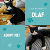 Olaf -  the most cuddly boy!