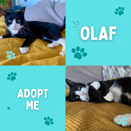 Olaf -  the most cuddly boy!