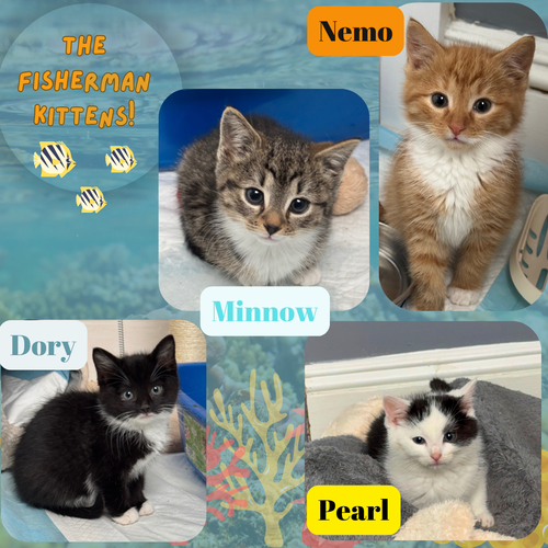 The fisherman kittens! Nemo, Dory, Minnow, Pearl