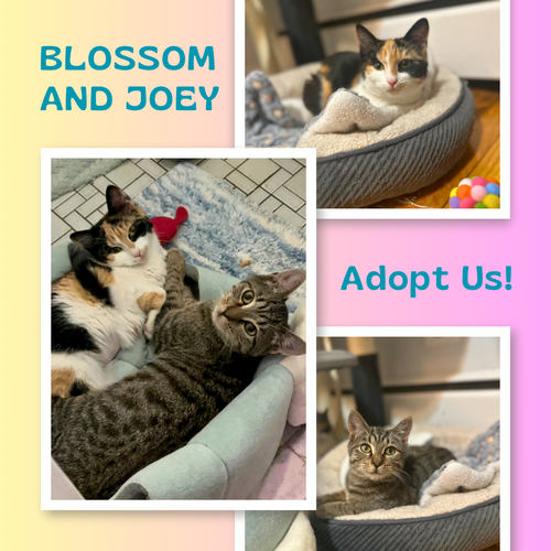 Blossom and Joey - a 90’s sitcom kitten duo!