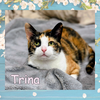 Trina