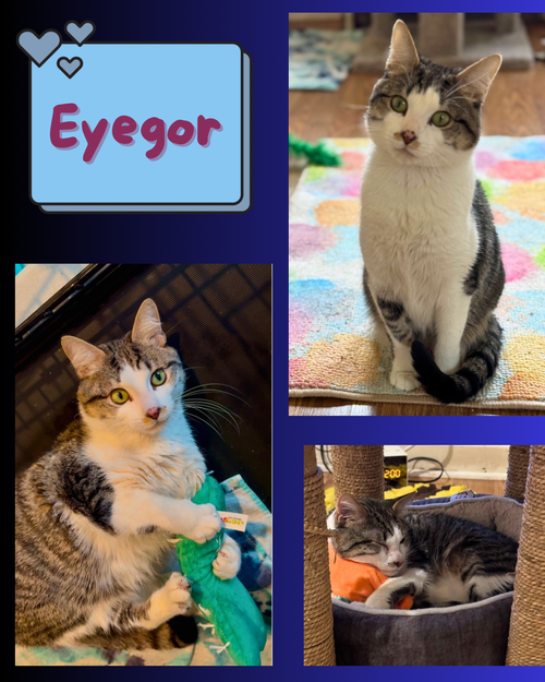 Eyegor - a blind ,affectionate and resilient boy!