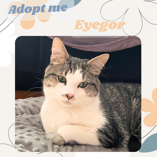 picture of the cat needing adoption