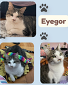 adoptable Cat in Bronx, NY named Eyegor - a blind ,affectionate and resilient boy!
