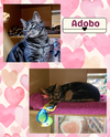 Adobo - foster urgently needed