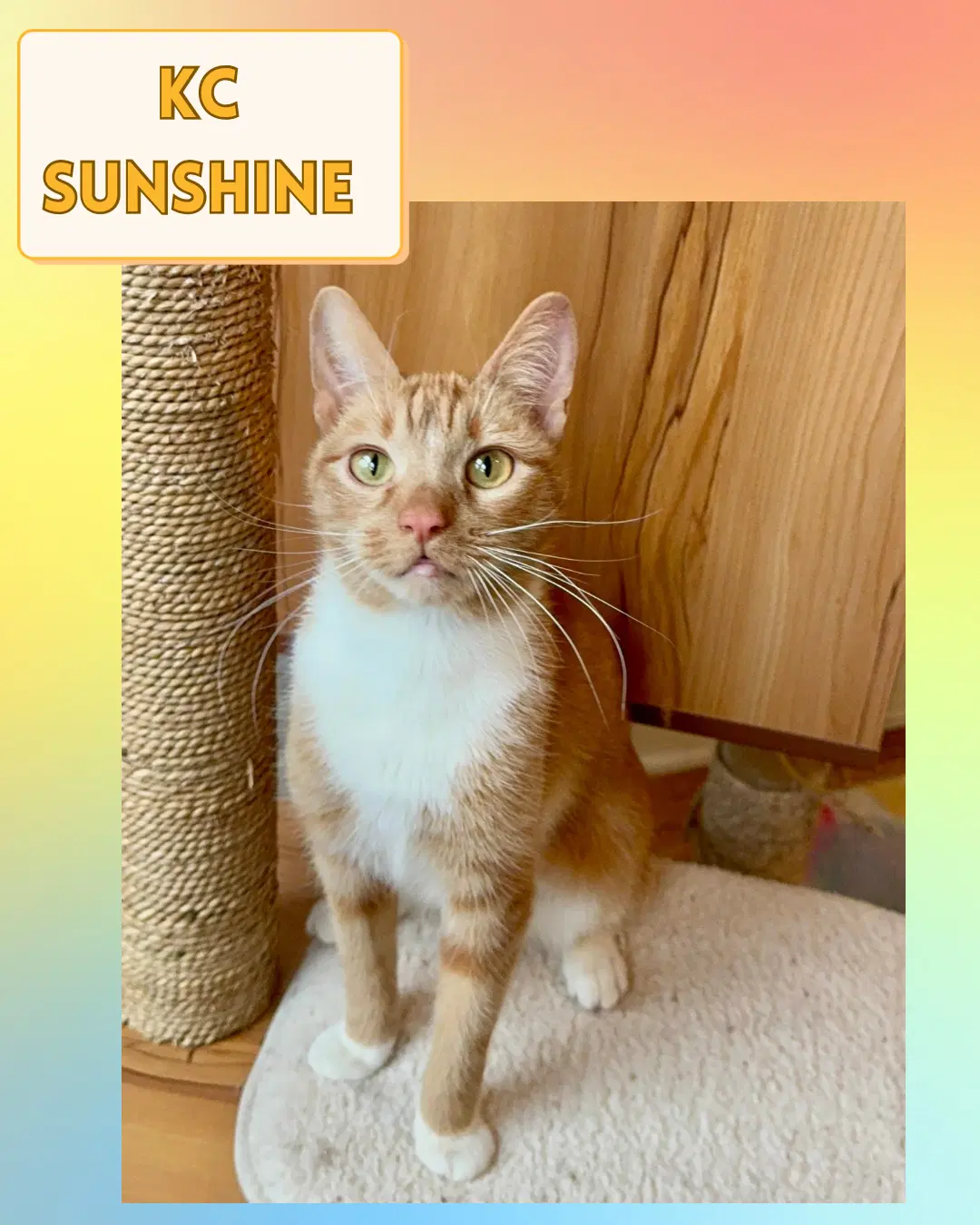 Kc Sunshine - Domestic Short Hair