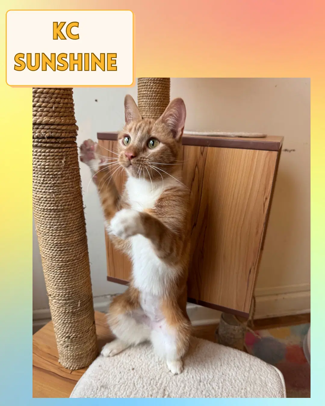 Kc Sunshine image 2