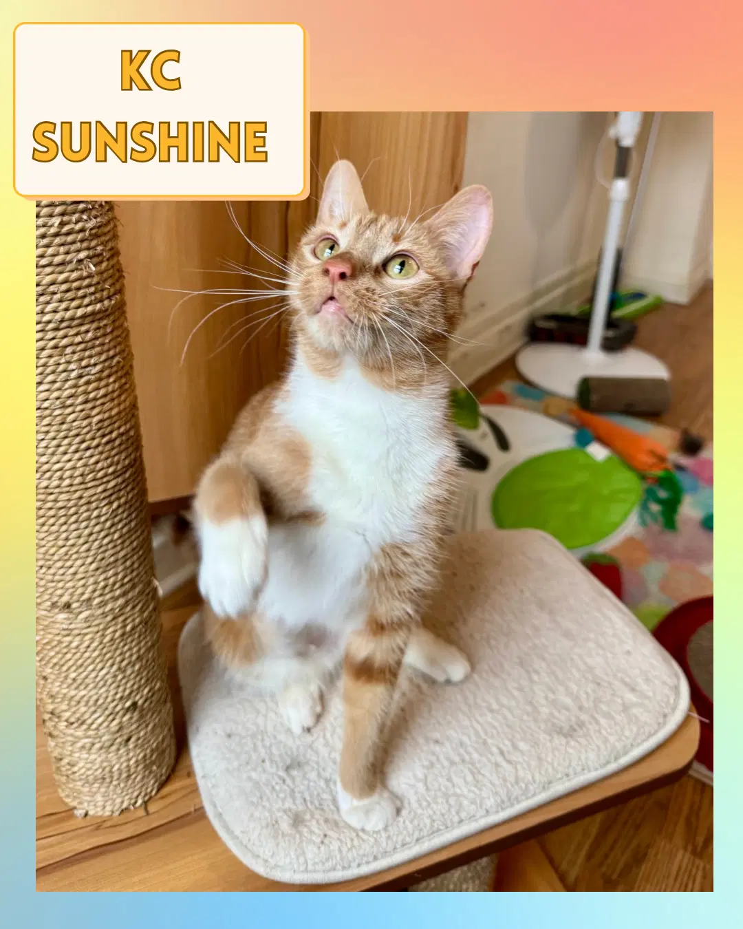 Kc Sunshine image 4
