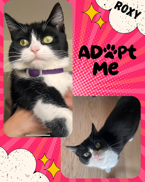 picture of the cat needing adoption