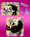 Roxy