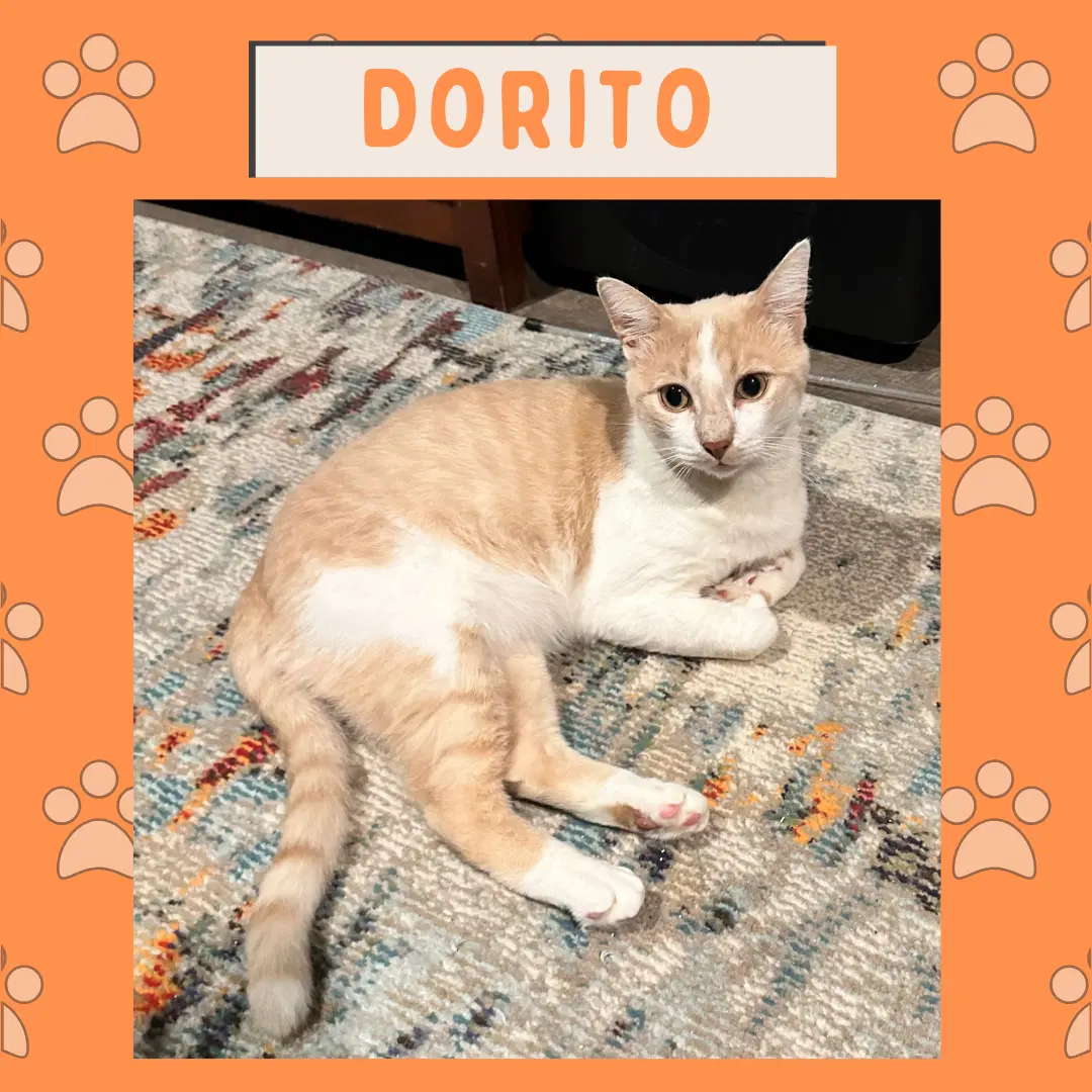 Dorito image 3